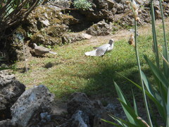 Streptopelia decaocto