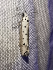 Ethmia terminella