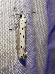 Ethmia terminella