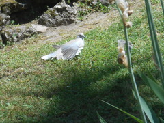 Streptopelia decaocto