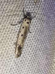 Ethmia terminella