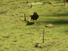 Turdus merula