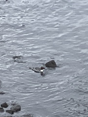 Mergus merganser