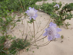 Pycnocomon intermedium