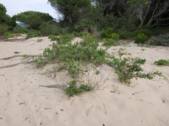 Pycnocomon intermedium