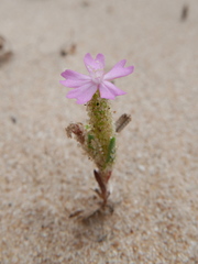 Silene littorea