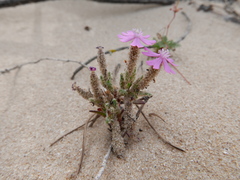 Silene littorea