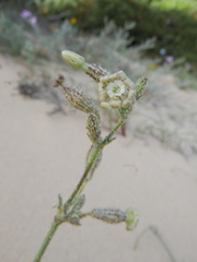Silene nicaeensis
