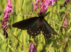 Battus philenor hirsuta