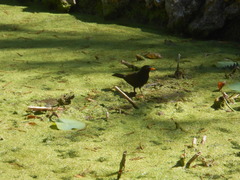 Turdus merula