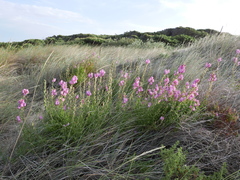 Antirrhinum majus