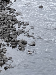 Mergus merganser