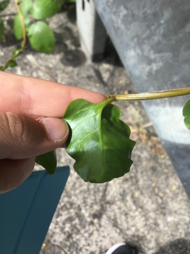 Anredera cordifolia image