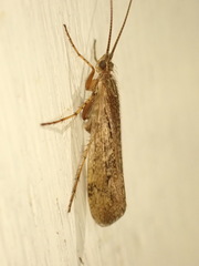 Limnephilus affinis