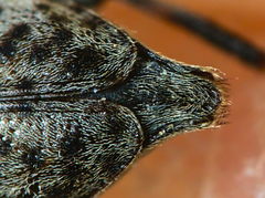 Leiopus femoratus