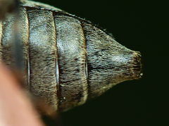 Leiopus femoratus