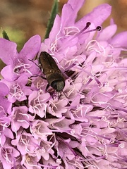 Anthaxia umbellatarum