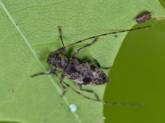 Leiopus femoratus
