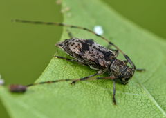 Leiopus femoratus