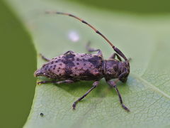 Leiopus femoratus