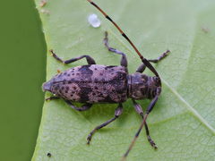 Leiopus femoratus