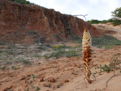 Orobanche densiflora