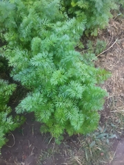 Daucus carota sativus