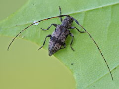 Leiopus femoratus