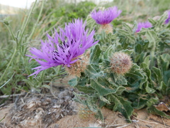 Centaurea sphaerocephala