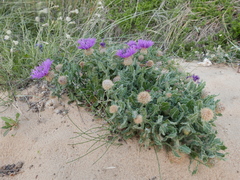 Centaurea sphaerocephala