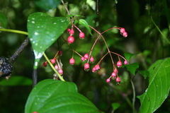 Miconia cornoides