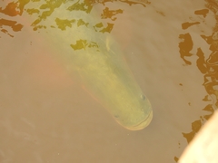 Arapaima gigas