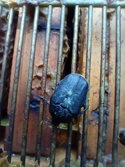 Protaetia opaca