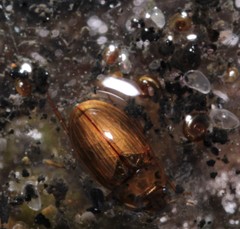Enochrus bicolor