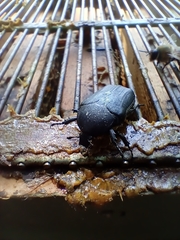 Protaetia opaca