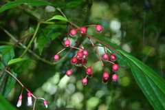 Miconia cornoides