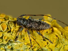 Leiopus femoratus