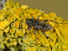 Leiopus femoratus