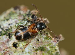 Phymatodes alni