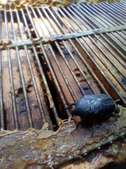 Protaetia opaca