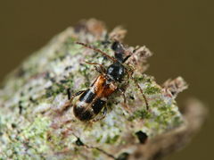 Phymatodes alni