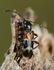 Phymatodes alni