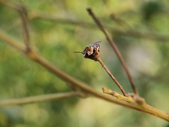Pseudapis oxybeloides