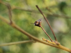 Pseudapis oxybeloides