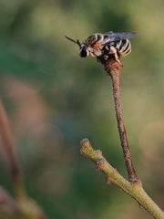 Pseudapis oxybeloides