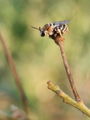 Pseudapis oxybeloides