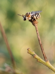 Pseudapis oxybeloides