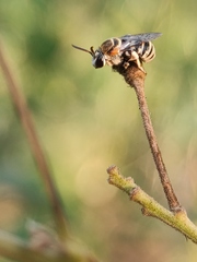 Pseudapis oxybeloides