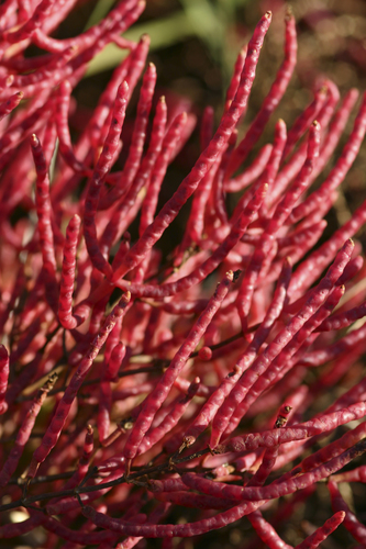 American Glasswort (Salicornia virginica)