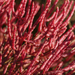 American Glasswort - Photo (c) Brian Gratwicke, some rights reserved (CC BY-NC)